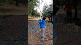 Esempio di raccolta olive con l'abbacchiatore pneumatico Zanon Karbonium Air