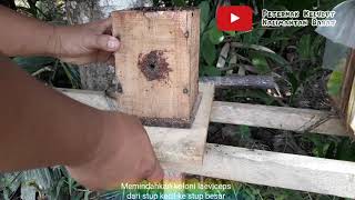 Sukses Bertrigona. Video 26. Memindahkan Koloni Laeviceps Stup Kecil ke Stup Besar ??Apa alasannya??