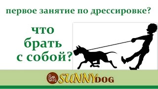 Что брать на первое занятие по дрессировке