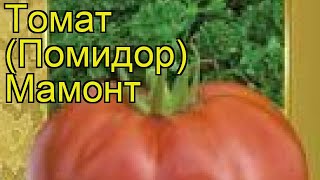 Томат обыкновенный Мамонт (Mamont). Краткий обзор, описание характеристик, где купить семена