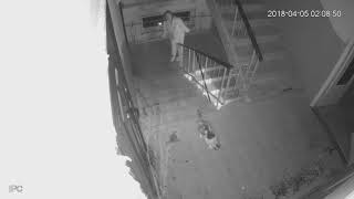 Камера в подъезде - попалась
