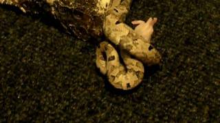 Indonesian boa eating pinky