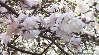 Волшебный цветок магнолии /часть 1/. The Magic Flower of the Magnolia.