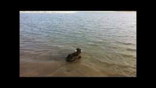 Bichon Frise Mix Swimming