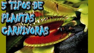 5 Tipos de plantas carnivoras