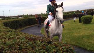 Karabakh and Deliboz horses 3 years old