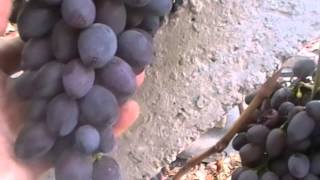 Сорт винограда Забава - сезон 2015