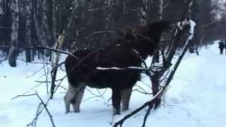 Лось в парке Сокольники