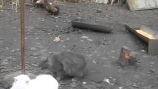 Эти кошачьи бои по настоящему прикольные! 091