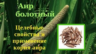 Корень аира болотного - целебные свойства, применение