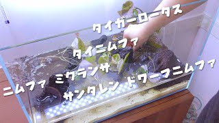 ニムファいっぱい水槽立ち上げ！【アクアリウム】