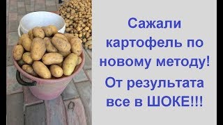Урожай картофеля с куста ?выращивание картофеля по новому методу