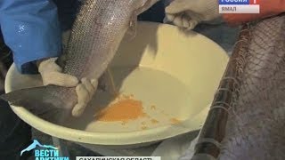 Сегодня на Сахалине заложили в инкубаторы икру краснокнижного тайменя