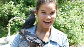 Klug wie ein Rabe (Doku) | Information für Kinder | Anna und die wilden Tiere