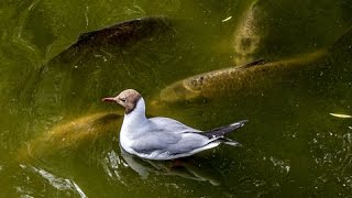 Impresionante Como un Pez Lucio Caza a un Pato