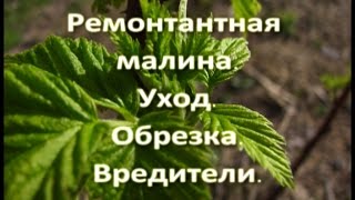 Ремонтантная малина  Утренняя Роса   Обрезка и вредители