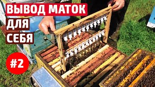 Вывод маток  Стартер  Проверка на прием  2ч
