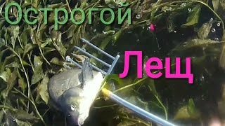 Ловля леща. (острога)