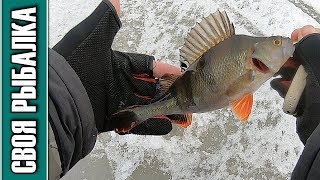 Иваньковское водохранилище, Перетрусовский залив. Отчет о рыбалке 10.01.20