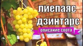 Лиепаяс Дзинтарс. Виноград Вадима Точилина.