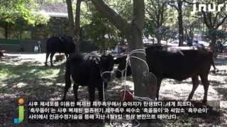 [영상]사후복제 제주흑우서 송아지 탄생 '세계최초'