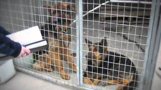 Become an RSPCA Animal Ambassador