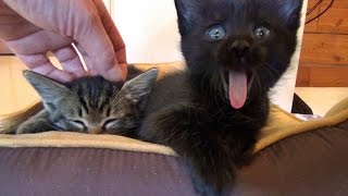 Get Out Of Bed Kittens, Time For Breakfast!