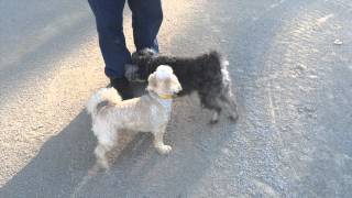 Schnauzer Fun in the Park : ) (Slow Motion Film)