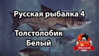 Русская рыбалка 4 Толстолобик белый