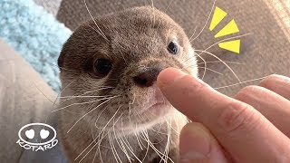 カワウソ コタロー　なんとも可愛い新技「鼻ちょん」　Kotaro the Otter New Trick! Nose Boop