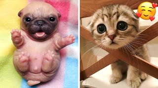 Cute Dogs And Cats That Will Make You Laugh ???? - Funny Animals Compilation #7