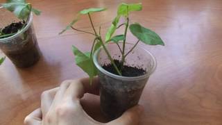 Укоренение плющелистных пеларгоний. Результат.