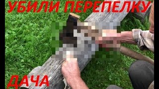 Дача. Убийство перепелки. Смерть перепелки / Лиза Упс 1#10