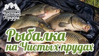 Ловля карпа на фидер. Знакомство с Чистыми прудами