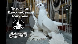 ПИТОМНИК ДВУХЧУБЫХ ГОЛУБЕИ  / PIGEONS /TAUBE #Gulsarinfo©