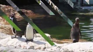 Пингвины. Tiergarten Schönbrunn. Вена. Зоопарк во дворце Шенбрунн.