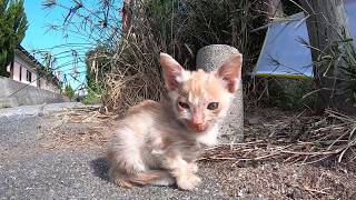 毛が抜けてボロボロの子猫が鳴いている-保護してエサをあげているよう・・・