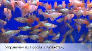 Пецилия радужная Rainbow Platy XIPHOPHORUS MACULATUS продажа оптом