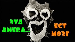 АМЁБА, КОТОРАЯ ПИТАЕТСЯ ЧЕЛОВЕЧЕСКИМ МОЗГОМ!
