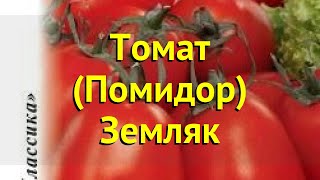 Томат обыкновенный. Краткий обзор, описание характеристик, где купить семена Земляк