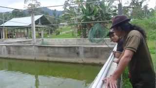 Affnan's Aquaponics - Janda Baik Fish Nursery