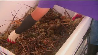 Facing South Florida: The Business Of Lobster