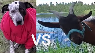 Backpacking / Camping With Goats VS Dogs Trout Fishing Remote High Country Lakes   (Full Trip)