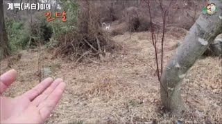 계백(鷄白)이의 일탈(Dog's deviation)-귀농한 특전사의 농장