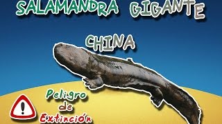 Salamandra gigante china (El anfibio mas grande ) |Animales del Mundo| (Peligro de extinción)