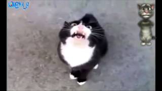 Güzel Pipisi Kesilen Çocuk - Kedi Versiyon :)