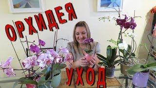 ОРХИДЕИ БУДУТ ЦВЕСТИ КРУГЛЫЙ ГОД / ДЕЛАЙТЕ КАК Я / УХОД ЗА ОРХИДЕЯМИ
