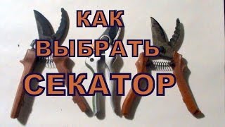 ВИНОГРАД КАК ВЫБРАТЬ СЕКАТОР