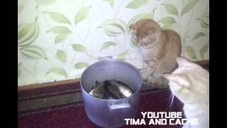 Кот Тима и Кеша - Коты против Рыбы / funny cats
