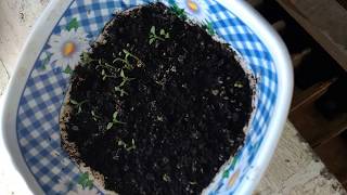как вырастить картофель из семян ч1